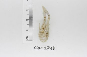 Media type: image;   Invertebrate Zoology CRU-2748 Description: Preserved specimen.;